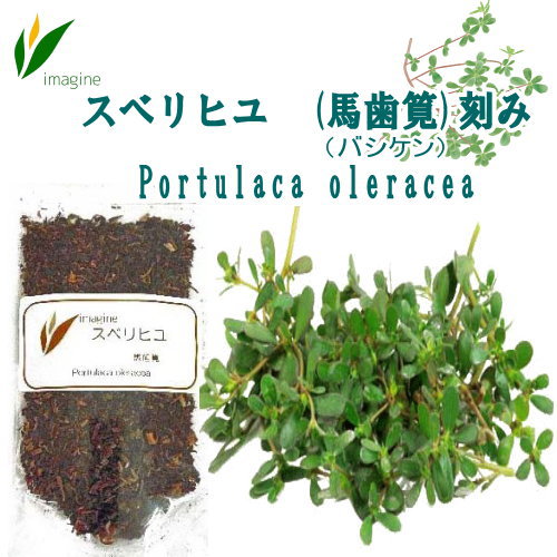 スベリヒユ (馬歯筧)刻み