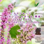 クラリセージ／エッセンシャルオイル(精油)