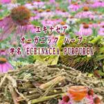 「※」オーガニック ハーブ／エキナセア