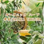「※」オーガニック ハーブ／セージ