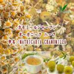 「※」オーガニック ハーブ／カモミールジャーマン