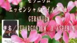 ゼラニウム　／エッセンシャルオイル(精油)
