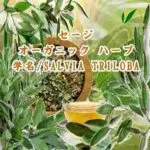 「※」オーガニック ハーブ／セージ