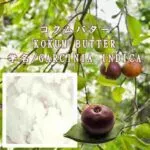 バター／コクムバター