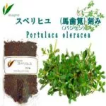 「※」スベリヒユ (馬歯筧)
