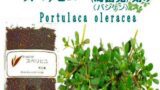 「※」スベリヒユ (馬歯筧)