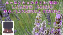 ラバンジン／エッセンシャルオイル(精油)