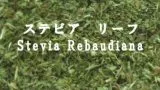 ステビア　リーフ