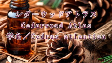 シダーウッドアトラス Cedarwood Atlas 学名／Cedrus atlantica
