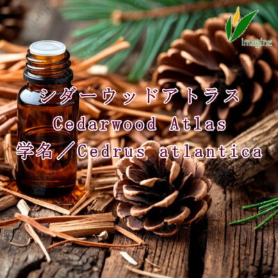 シダーウッドアトラス Cedarwood Atlas 学名／Cedrus atlantica