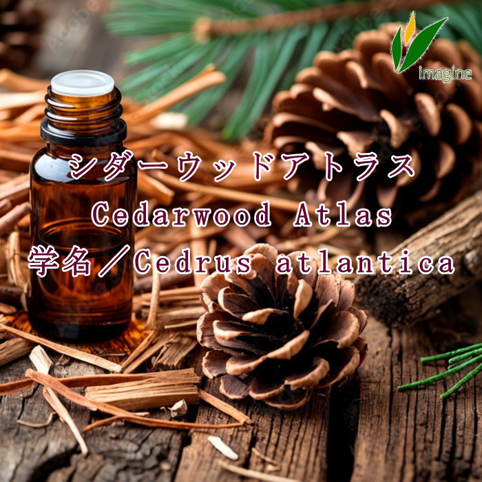 シダーウッドアトラス Cedarwood Atlas 学名／Cedrus atlantica